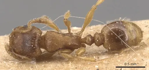 Tetramorium galaticum specimen CASENT0904820 image casent0904820_1