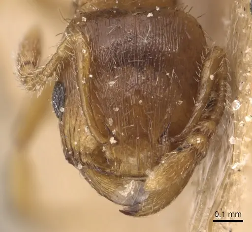 Tetramorium galaticum specimen CASENT0904820 image casent0904820_2