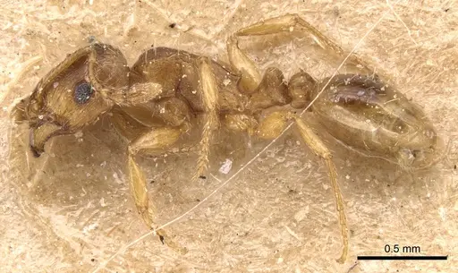 Tetramorium galaticum specimen CASENT0904820 image casent0904820_3