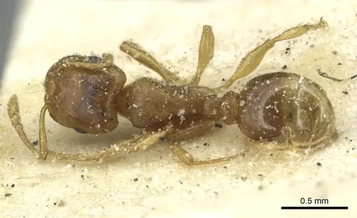 Tetramorium galaticum specimen CASENT0915047 image casent0915047_1