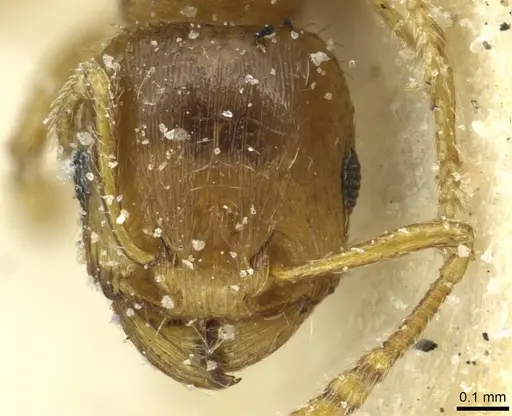 Tetramorium galaticum specimen CASENT0915047 image casent0915047_2