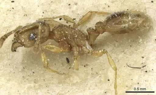 Tetramorium galaticum specimen CASENT0915047 image casent0915047_3