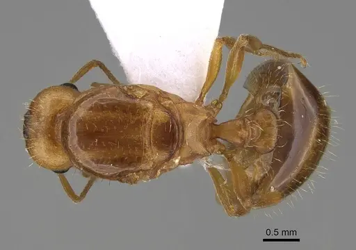 Tetramorium galaticum specimen CASENT0922708 image casent0922708_1