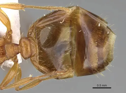 Tetramorium galaticum specimen CASENT0922708 image casent0922708_2