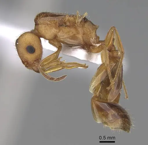 Tetramorium galaticum specimen CASENT0922708 image casent0922708_4