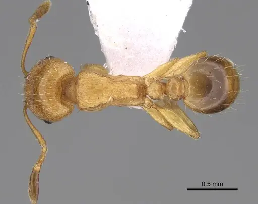 Tetramorium galaticum specimen CASENT0922709 image casent0922709_1