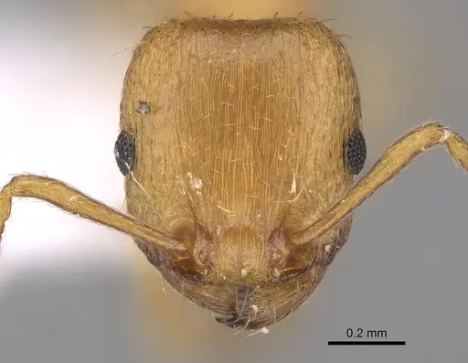 Tetramorium galaticum specimen CASENT0922709 image casent0922709_2