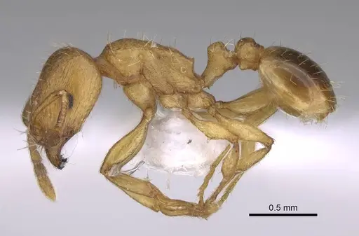 Tetramorium galaticum specimen CASENT0922709 image casent0922709_3