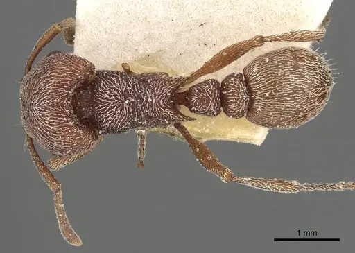 Tetramorium galoasanum specimen CASENT0901178 image casent0901178_1