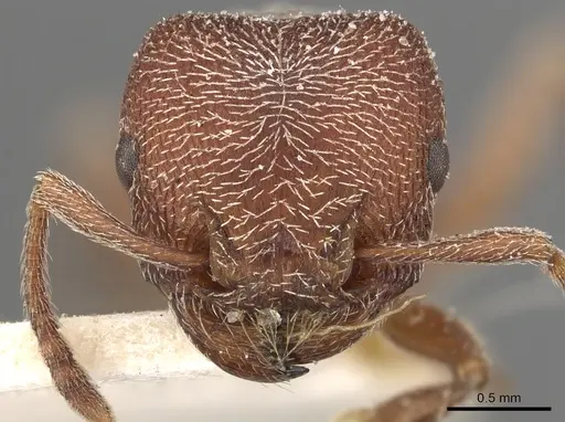 Tetramorium galoasanum specimen CASENT0901178 image casent0901178_2