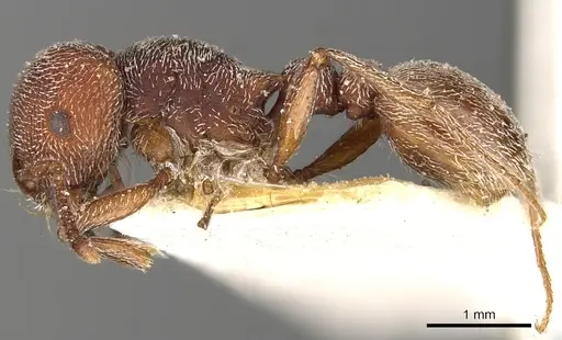 Tetramorium galoasanum specimen CASENT0901178 image casent0901178_3