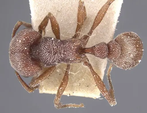 Tetramorium galoasanum specimen CASENT0915015 image casent0915015_1