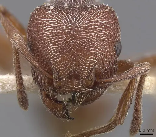 Tetramorium galoasanum specimen CASENT0915015 image casent0915015_2
