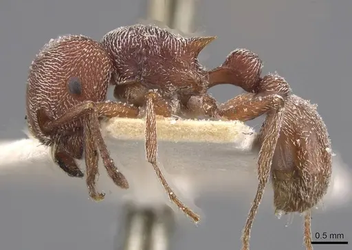 Tetramorium galoasanum specimen CASENT0915015 image casent0915015_3