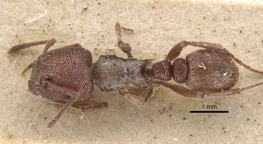 Tetramorium galoasanum specimen CASENT0917837 image casent0917837_1