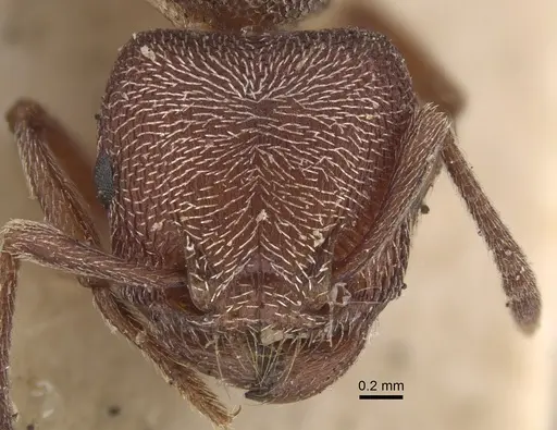 Tetramorium galoasanum specimen CASENT0917837 image casent0917837_2