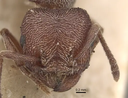 Tetramorium galoasanum specimen CASENT0917837 image casent0917837_3