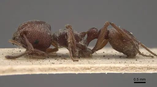 Tetramorium galoasanum specimen CASENT0917837 image casent0917837_4