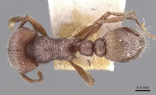 Tetramorium galoasanum specimen RMCAENT000017787 image rmcaent000017787_1