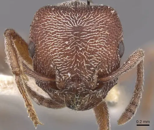 Tetramorium galoasanum specimen RMCAENT000017787 image rmcaent000017787_2