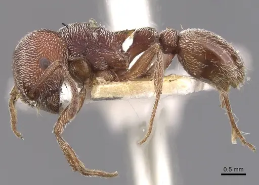 Tetramorium galoasanum specimen RMCAENT000017787 image rmcaent000017787_3