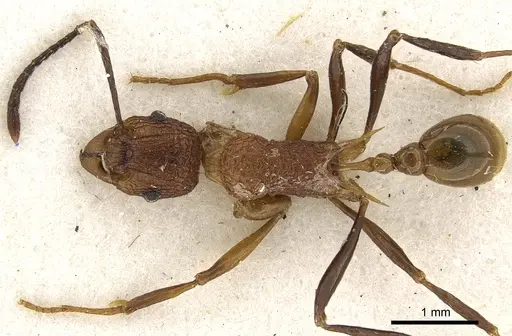Tetramorium gambogecum specimen CASENT0901109 image casent0901109_1