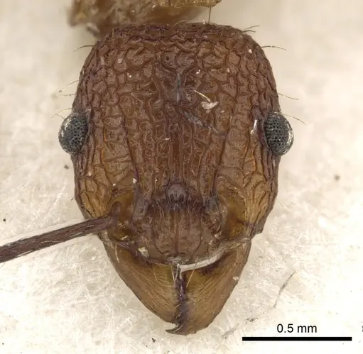 Tetramorium gambogecum specimen CASENT0901109 image casent0901109_2