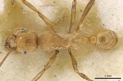 Tetramorium gambogecum specimen CASENT0901110 image casent0901110_1