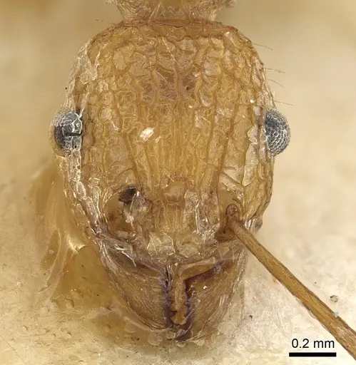 Tetramorium gambogecum specimen CASENT0901110 image casent0901110_2