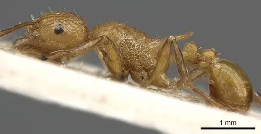 Tetramorium gambogecum specimen CASENT0901110 image casent0901110_3