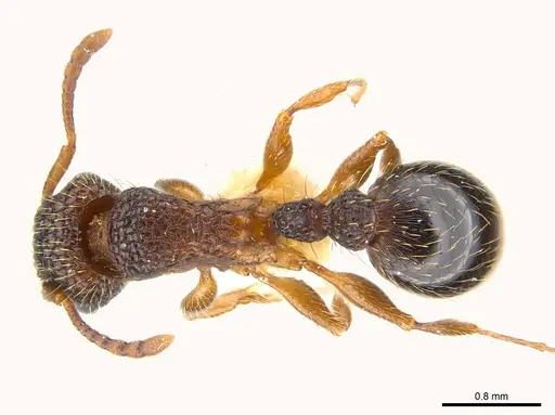Tetramorium gazense specimen CASENT0217075 image casent0217075_1