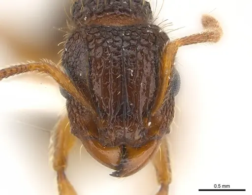 Tetramorium gazense specimen CASENT0217075 image casent0217075_2