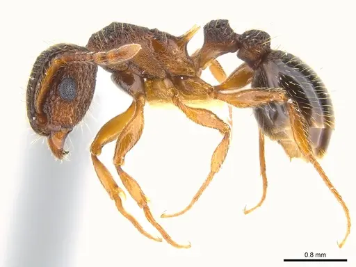 Tetramorium gazense specimen CASENT0217075 image casent0217075_3