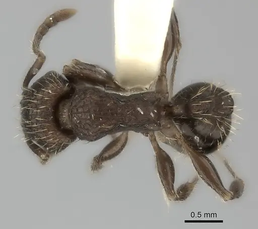Tetramorium gazense specimen CASENT0217969 image casent0217969_1
