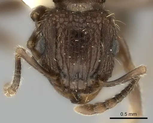 Tetramorium gazense specimen CASENT0217969 image casent0217969_2