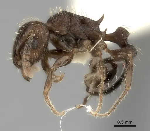 Tetramorium gazense specimen CASENT0217969 image casent0217969_3