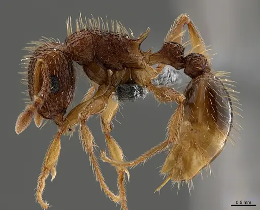 Tetramorium gazense specimen CASENT0372565 image casent0372565_1