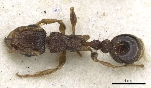 Tetramorium gazense specimen CASENT0901113 image casent0901113_1