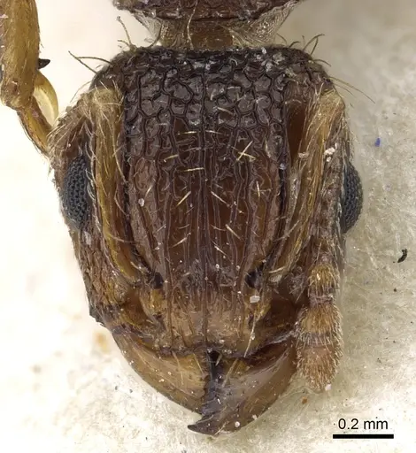Tetramorium gazense specimen CASENT0901113 image casent0901113_2