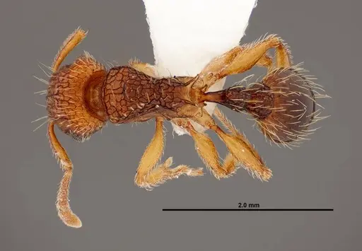 Tetramorium gazense specimen FMNHINS0000047310 image fmnhins0000047310_1