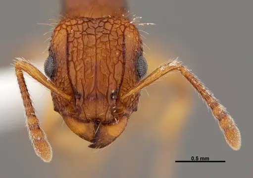 Tetramorium gazense specimen FMNHINS0000047310 image fmnhins0000047310_2