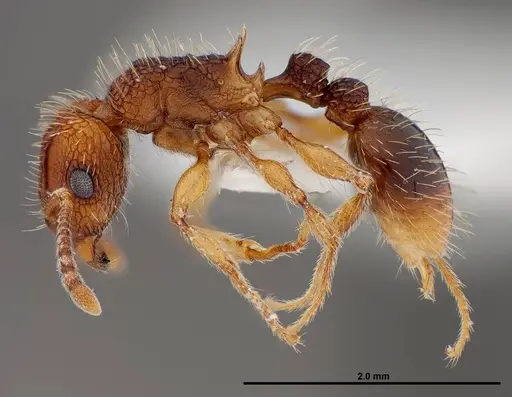 Tetramorium gazense specimen FMNHINS0000047310 image fmnhins0000047310_3