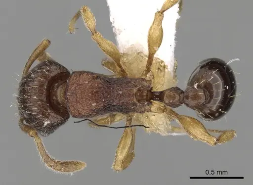 Tetramorium gegaimi specimen CASENT0217210 image casent0217210_1