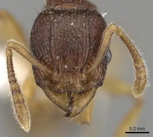 Tetramorium gegaimi specimen CASENT0217210 image casent0217210_2
