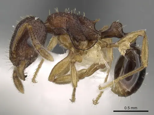 Tetramorium gegaimi specimen CASENT0217210 image casent0217210_3