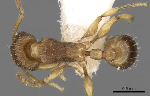 Tetramorium gegaimi specimen CASENT0280914 image casent0280914_1
