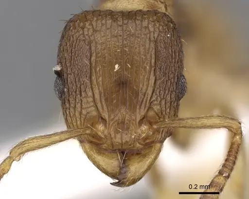 Tetramorium gegaimi specimen CASENT0280914 image casent0280914_2