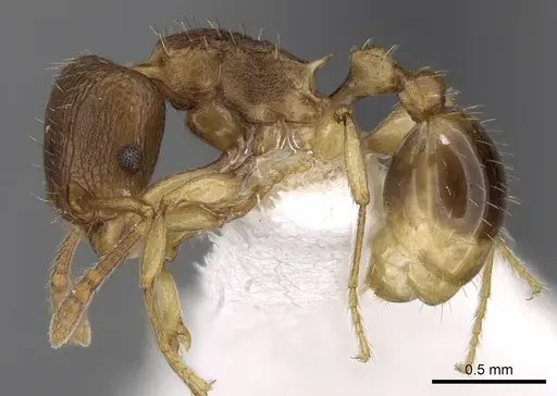 Tetramorium gegaimi specimen CASENT0280914 image casent0280914_3