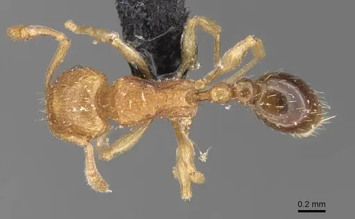 Tetramorium gegaimi specimen CASENT0909127 image casent0909127_1