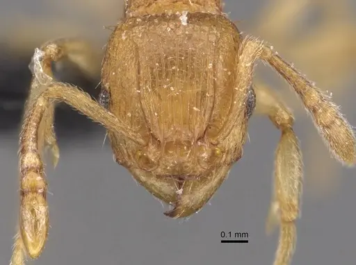 Tetramorium gegaimi specimen CASENT0909127 image casent0909127_2